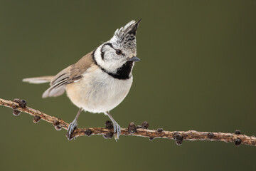 Naklejka premium Crested tit, lophophanes cristatus, sitting on twig in spring nature with copy space. Little bird looking on branch in sprintime. Black and white feathered animal resting on tree.