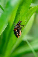 Two beetles of a fireman reproduce in spring on a branch.