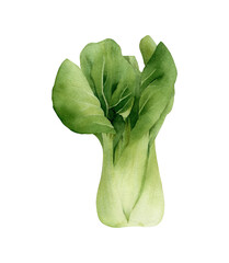 Hand-drawn watercolor bok choy illustration. Pak choi Chinese cabbage. Green vegetable with green leaves isolated on white background. Healthy vegetarian food, cooking ingredient, harvest time