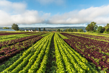 Fototapeta na wymiar Rows of various red and green lettuce plants on agricultural field on Reichenau Island, Lake Constance, Baden-Wuerttemberg, Germany