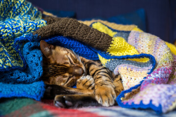 Domestic Bengal cat resting on the couch wrapped in a blanket