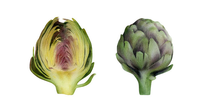 Hand-drawn watercolor artichoke illustrations set.  Green vegetable with green leaves isolated on white background. Healthy vegetarian food, cooking ingredient, harvest time