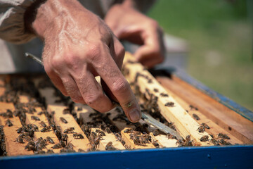 Close-up of beekeeper working on a hive at a honey farm