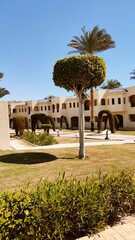 Obraz premium sea and sky red sea view nature palms 
