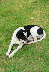 Thai dog laying on green grass in the garden