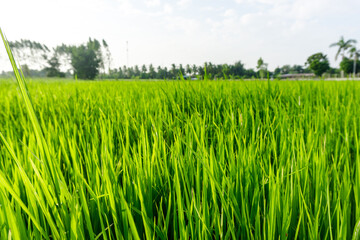 The Thai paddy field, fresh and green background