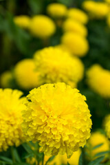 Marigold flowers, the yellow flower for buddhism and Hindu