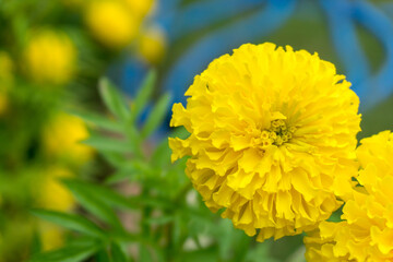 Marigold flowers, the yellow flower for buddhism and Hindu