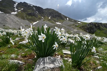 Gordijnen Weiße Narzisse // Poet's daffodil, poet's narcissus (Narcissus poeticus) - Mt. Lakmos/Peristeri, Pindos, Greece © bennytrapp