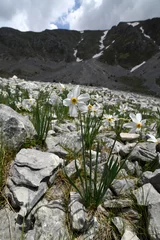 Schilderijen op glas Poet's daffodil, poet's narcissus // Weiße Narzisse (Narcissus poeticus) - Mt. Lakmos/Peristeri, Pindos, Greece © bennytrapp