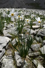 Raamstickers Poet's daffodil, poet's narcissus // Weiße Narzisse (Narcissus poeticus) - Mt. Lakmos/Peristeri, Pindos, Greece © bennytrapp