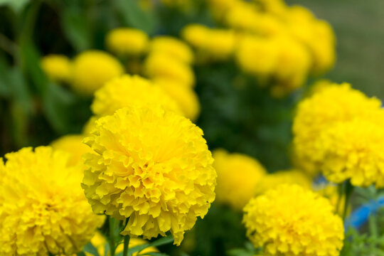 Marigold flowers, the yellow flower for buddhism and Hindu