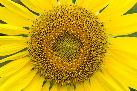 The yellow of sunflower and blue sky