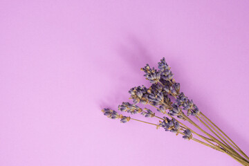 Fototapeta Dry lavender flower aroma on the violet background obraz