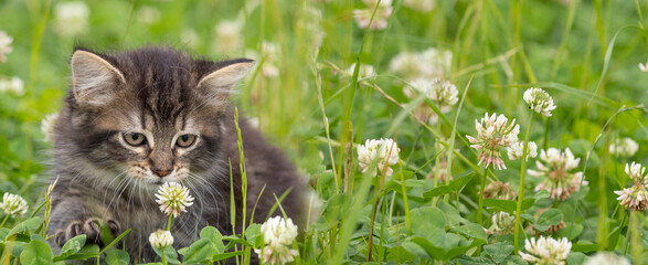 a cute little kitten in grass © Vera Kuttelvaserova
