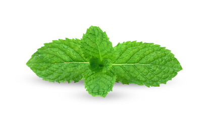 Mint leaes isolated on alpha layer