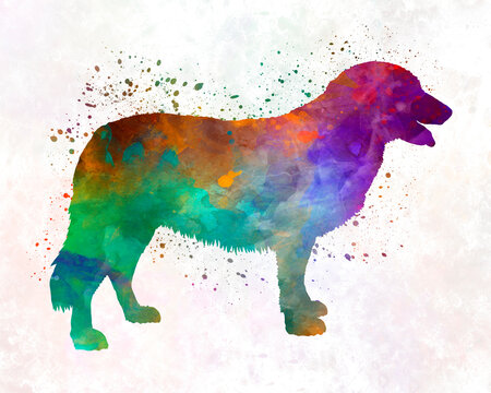 Atlas Mountain Dog in watercolor