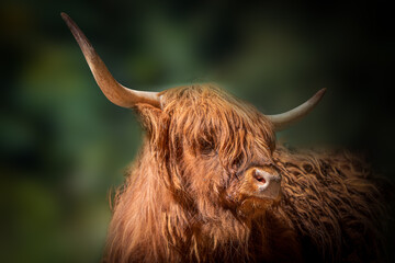artistic portrait of a scottish highland cow looking to the righ