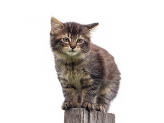 a cute little kitten on garden fence