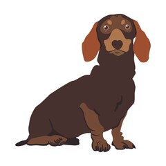 Cartoon dachshund dog breeds flat icon. Happy pet vector illustration. Corgi, Basenji, malamute, Samoyed. Mammals and animals concept