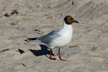 black headed gull