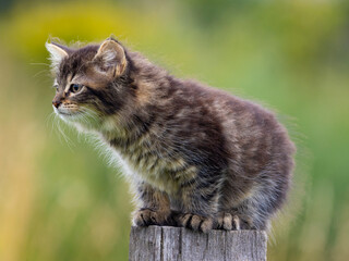 Obraz premium cute little kitten on garden fence