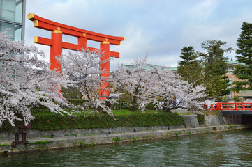 春の京都市平安神宮の大鳥居と疏水の桜