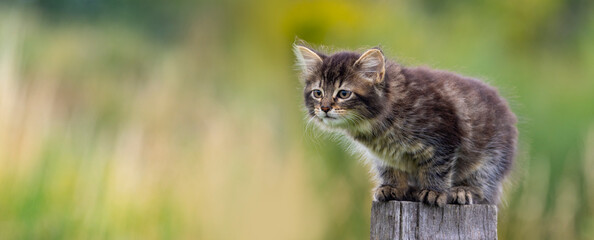 cute little kitten on garden fence