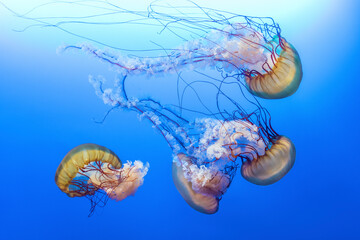 Orange jellyfish (Chrysaora fuscescens or Pacific sea nettle) in blue ocean water