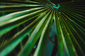 Closeup Tropical Leaves Nature and Dark Tone Background Concept. Drops of dew on the branches of palm trees, in neon light, the concept of tropical freshness.defocusing Selective focus. Copy space.