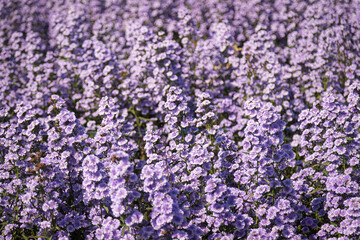 Purple margaret flowers (Michaelmas Daisy) are blooming beautifully