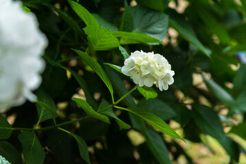 アジサイ　６月中旬