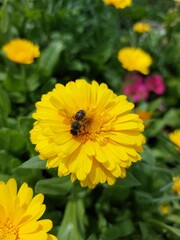 bee on a dandelion