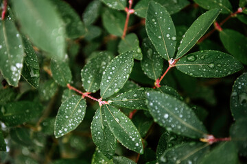 Fresh green wet honeysuckle leaves with water drops after the rain in summer garden. Natural...