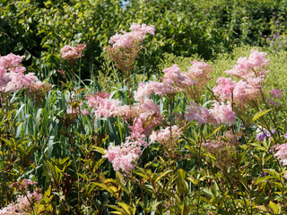 Filipendula rubra - Prächtige Hecke aus gefiederten rosa blühenden Mädesüß auf hohen...