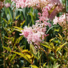 Filipendula rubra | Garten-Mädesüß oder Rosa Mädesüß mit rosafarbenen und große, matt...