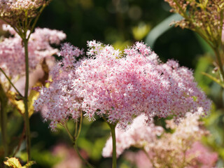 (Filipendula rubra) Garten-Mädesüß oder Rosa Mädesüß. Zahlreichen kleinen, rosafarbenen...