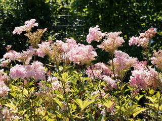 Rosa Mädesüß ‘Venusta’ oder Filipendula rubra. Königin der Prärie. Eine beliebte...