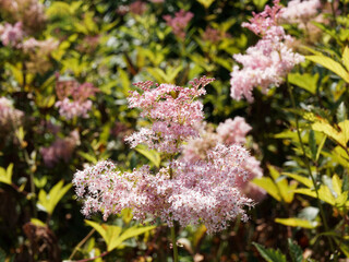 Filipendula rubra - Prächtige Hecke aus gefiederten rosa blühenden Mädesüß auf hohen...