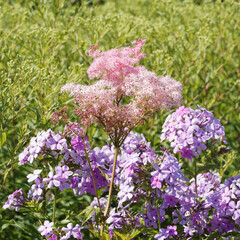 Rosa Mädesüß ‘Venusta’ (Filipendula rubra) und Hoher Stauden-Phlox (Phlox paniculata) als...