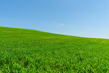 Obraz premium Green wheat spring field landscape with blue sky.Green agrultural field and blue clear day sky.