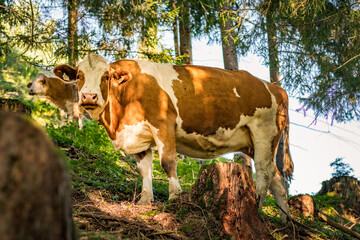 Austrian cows