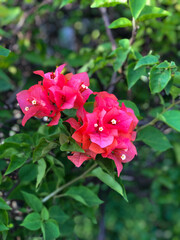 Red wild tiny flower in tropical garden