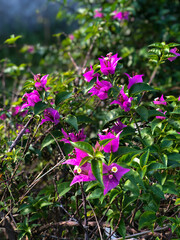 Fototapeta premium Wild purple violet tiny flower in the garden