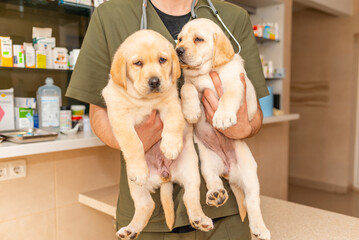 Adorable labrador puppy dog sitting confortably in the arms of veterinary healthcare professional...