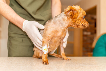 Veterinarian caring a Yorkshire terrier with an intravenous drip, at animal hospital clinic.