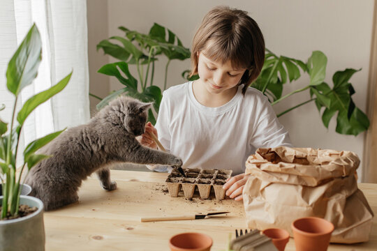 A girl with a kitten plants seeds in peat pots. Funny pets. Transplanting and growing plants at home. Seedling