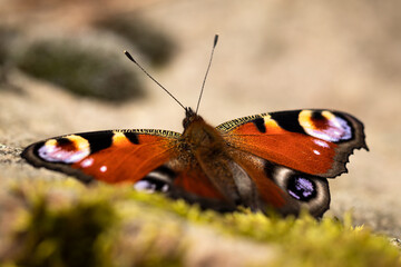 tagpfauenauge (aglais io) auf einem Stein sitzend