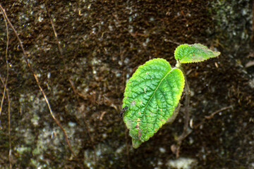 Sapling plant from arid soil. New plant glowing from soil. Seedlings in new life.