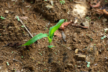 Sapling plant from arid soil. New plant glowing from soil. Seedlings in new life.
